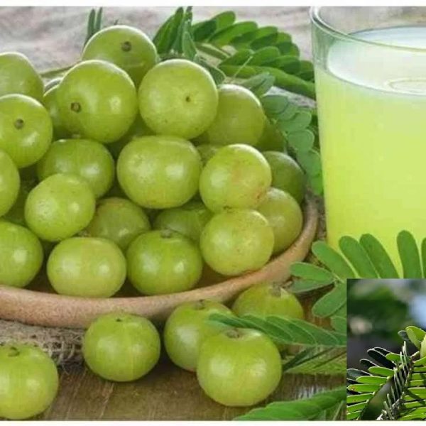 Amla Ginger Juice: Try Amla Ginger Juice And Revive Your Energy Levels