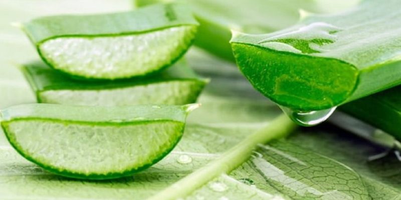 What are the benefits of Aloe vera! And how to use it? – Benefits of Aloe Vera | Health Care Tips