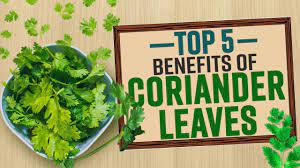 wellhealthorganic.com : 5-best health benefits coriander leaves